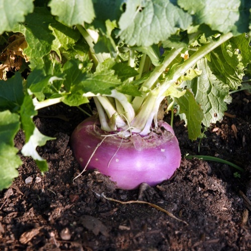 Turnip Purple Top Milan